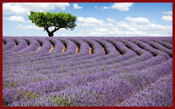 lavanda